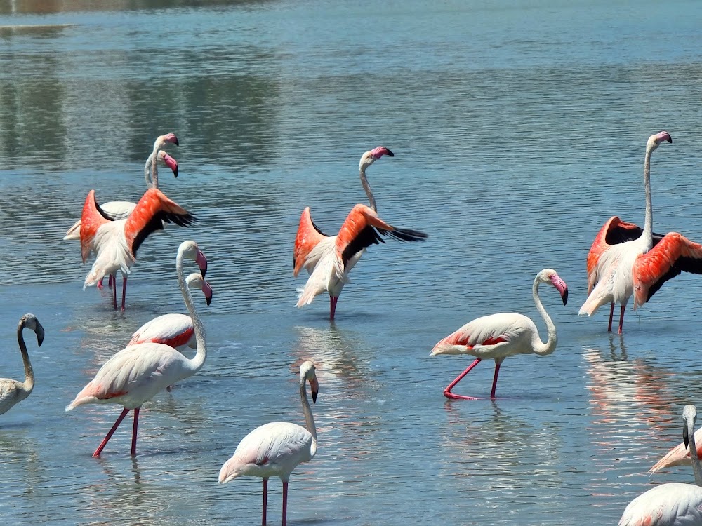 Les Salines