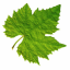 Cencibel logo